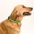 Hundehalsband Muttley - schwarz, Farbe: schwarz personalisierte Geschenke , 3 image