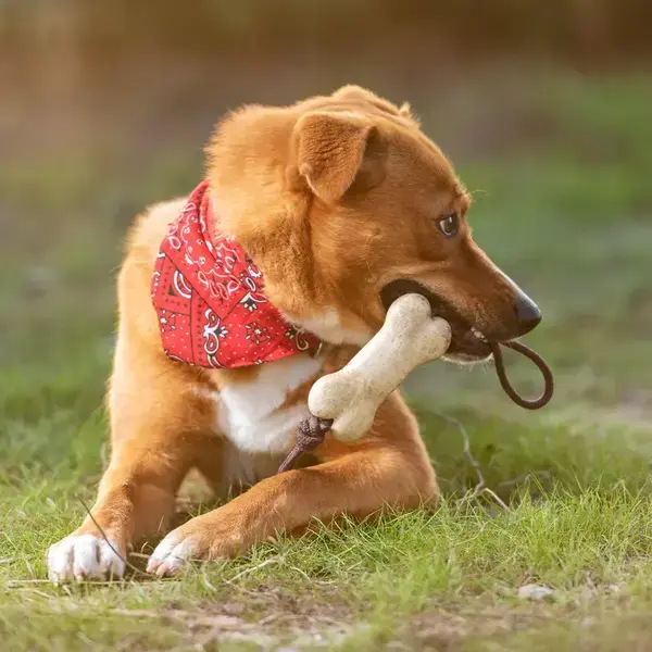 Kauknochen für Hunde Salmer personalisierte Geschenke , 6 image
