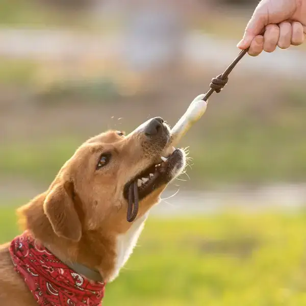 Kauknochen für Hunde Salmer personalisierte Geschenke , 7 image
