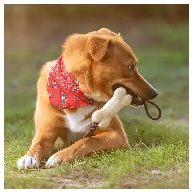 Kauknochen für Hunde Salmer