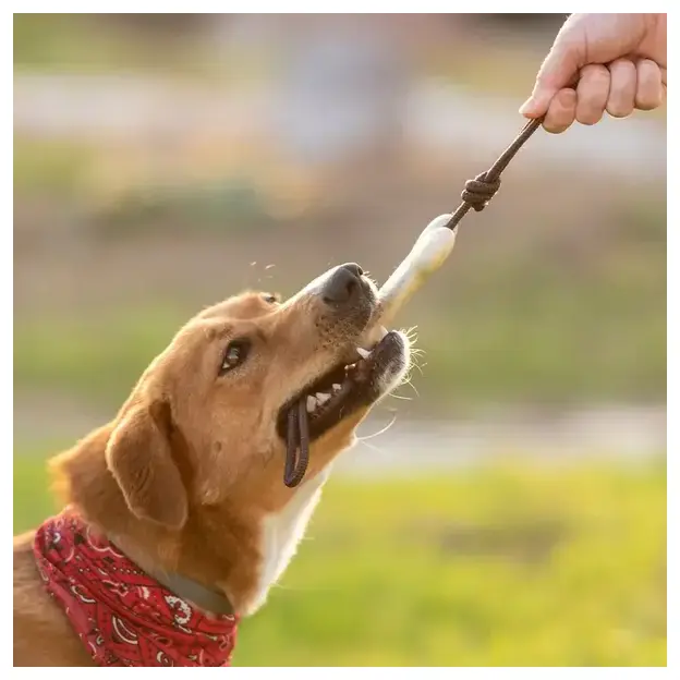 Kauknochen für Hunde Salmer