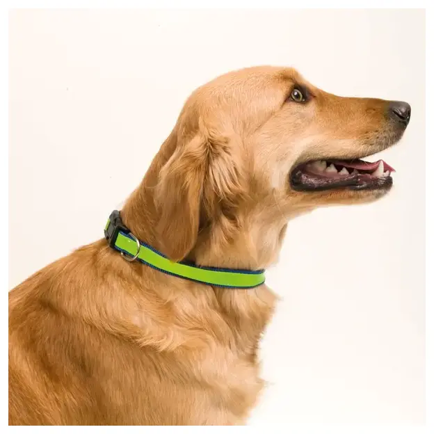 Hundehalsband Muttley